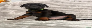 Black&Rust Light Green Collar 