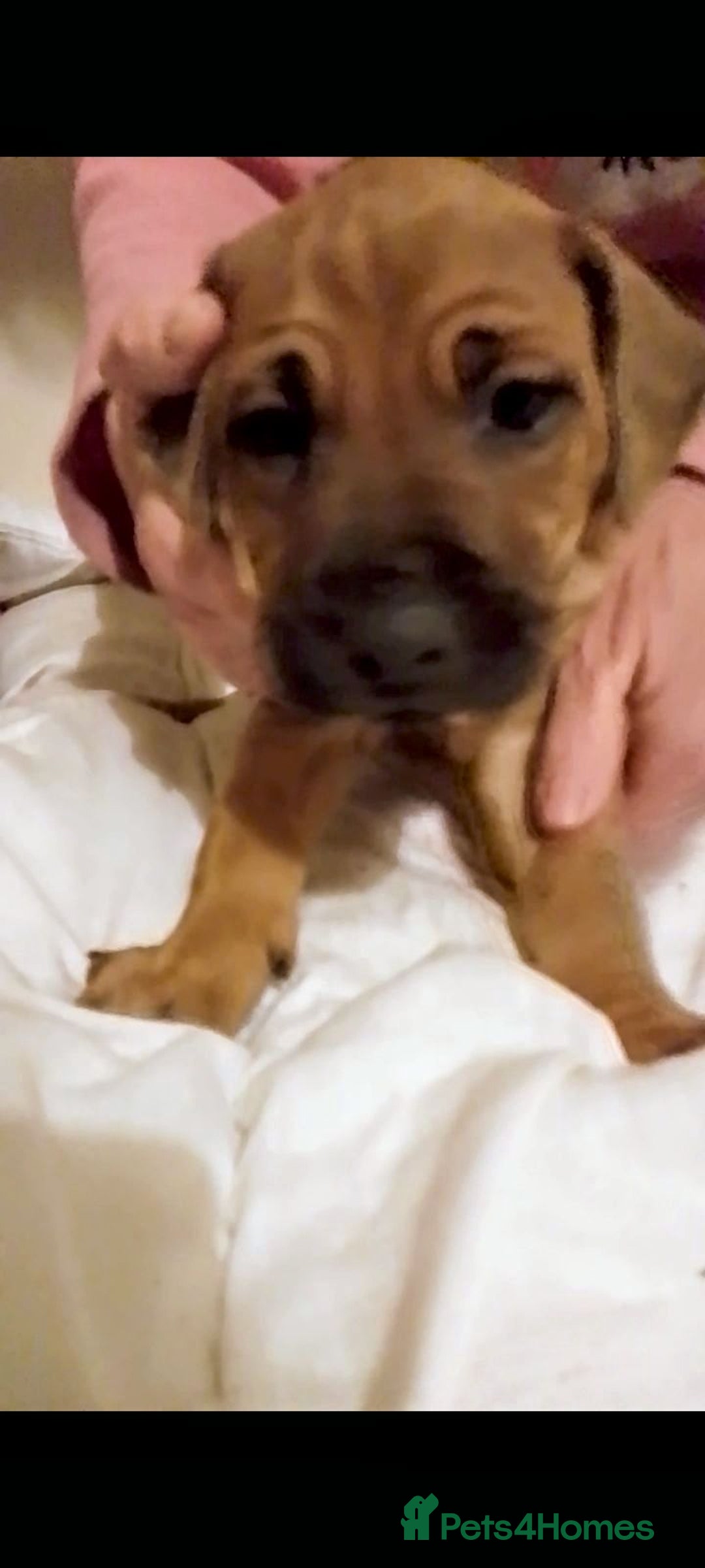 Rhodesian Ridgeback dogs for sale: Rhodesian Ridgeback Puppies - Advert 5