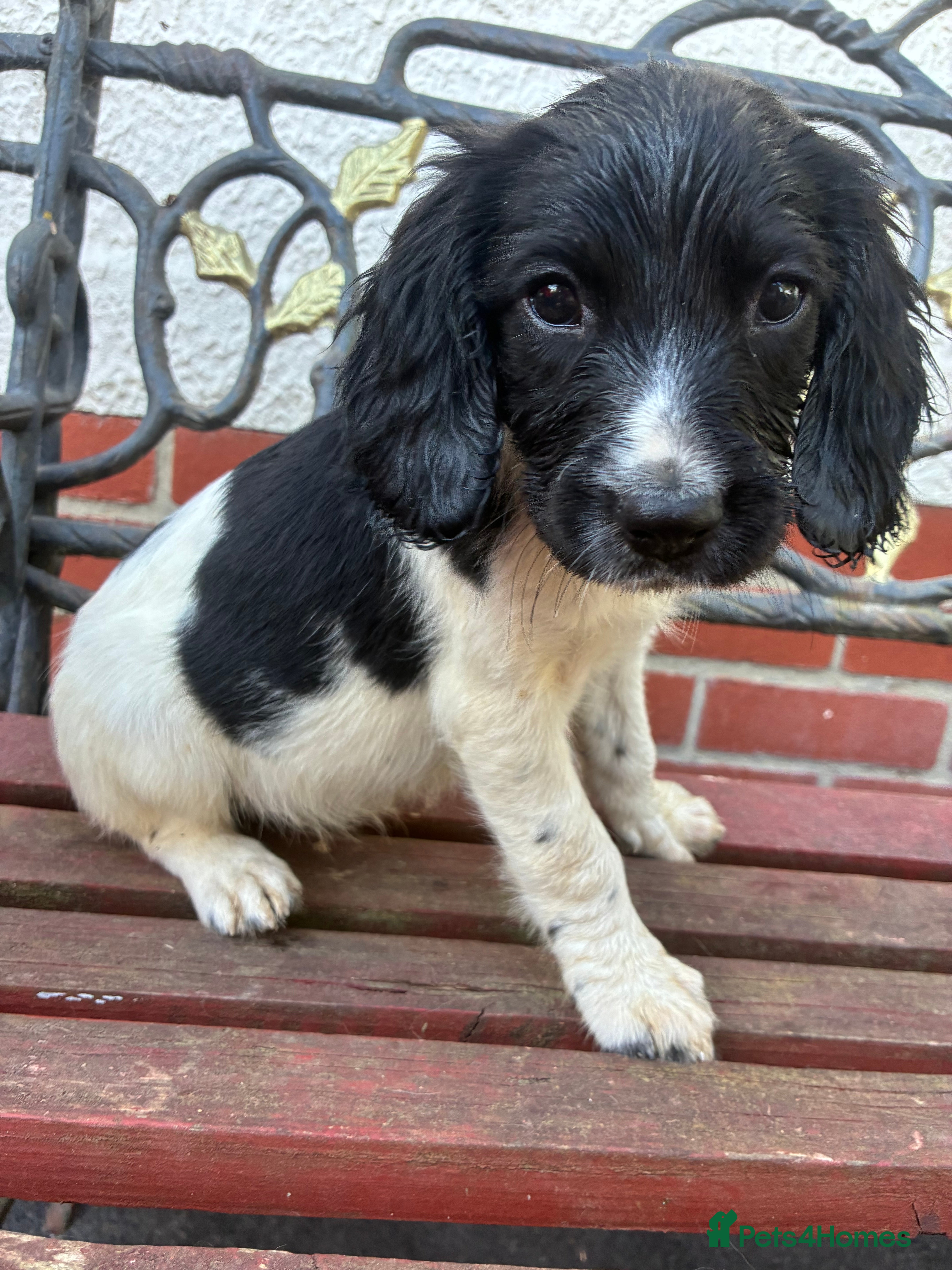 English Springer Spaniel dogs Beautiful springer spaniel puppies  - Advert 2