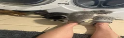 Mixed Breed cats for sale: BBSH mixed breed 5 kittens grey black white grey  - Advert 5