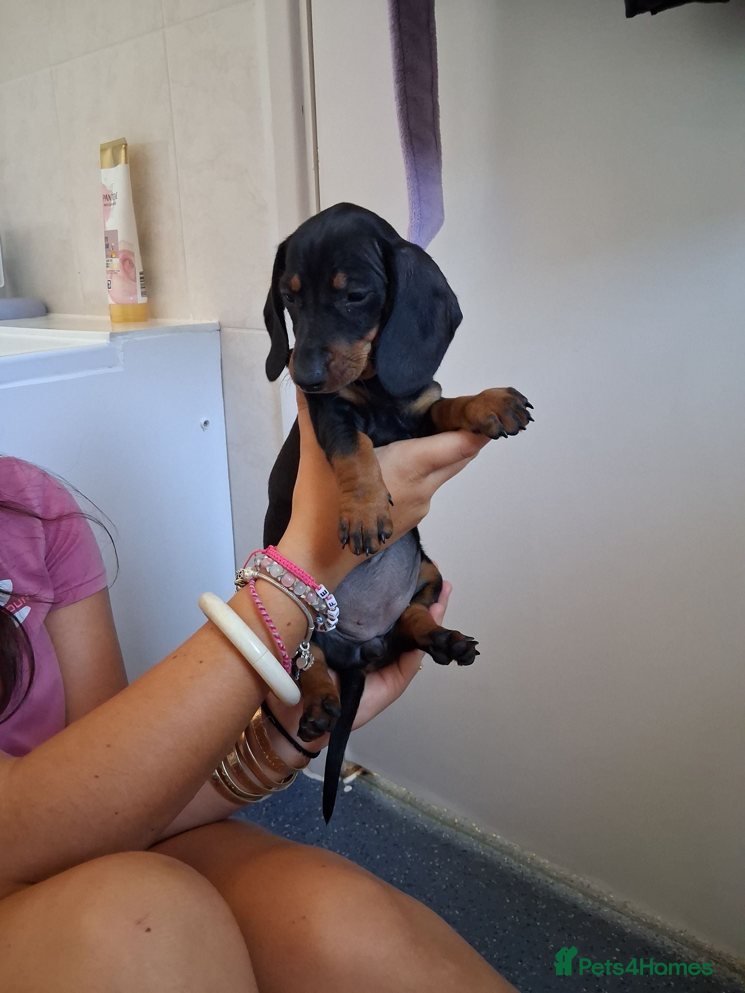 Miniature Dachshund dogs Beautiful Miniature Dachshund Stuning little pups. - Advert 16