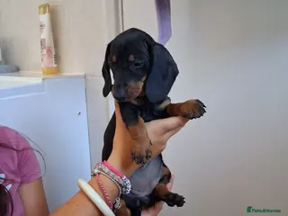 Miniature Dachshund dogs Beautiful Miniature Dachshund Stuning little pups. - Advert 16