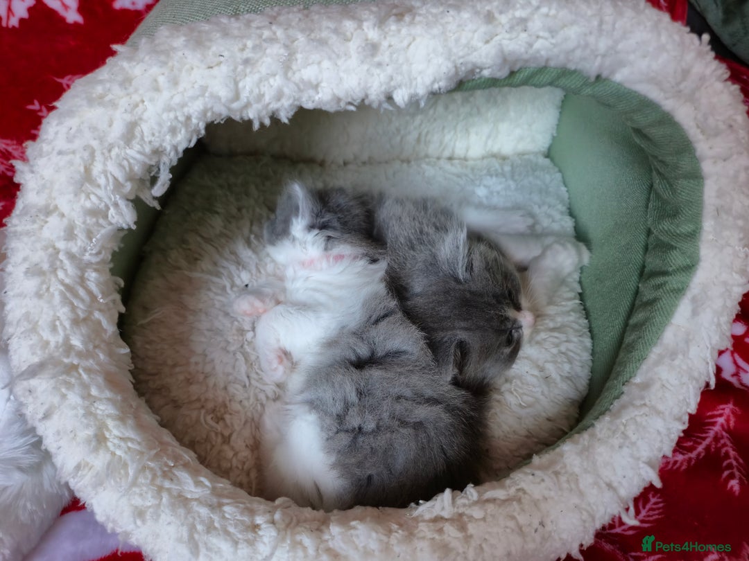 Mixed Breed cats for sale: Ragdoll x - Advert 9