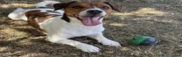 Jack Russell dogs for sale: Stunning litter of true Jack Russell’s  - Advert 8