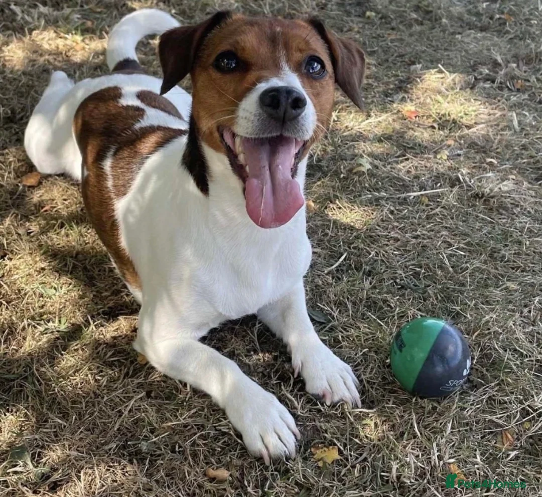 Jack Russell dogs for sale: Stunning litter of true Jack Russell’s  - Advert 8