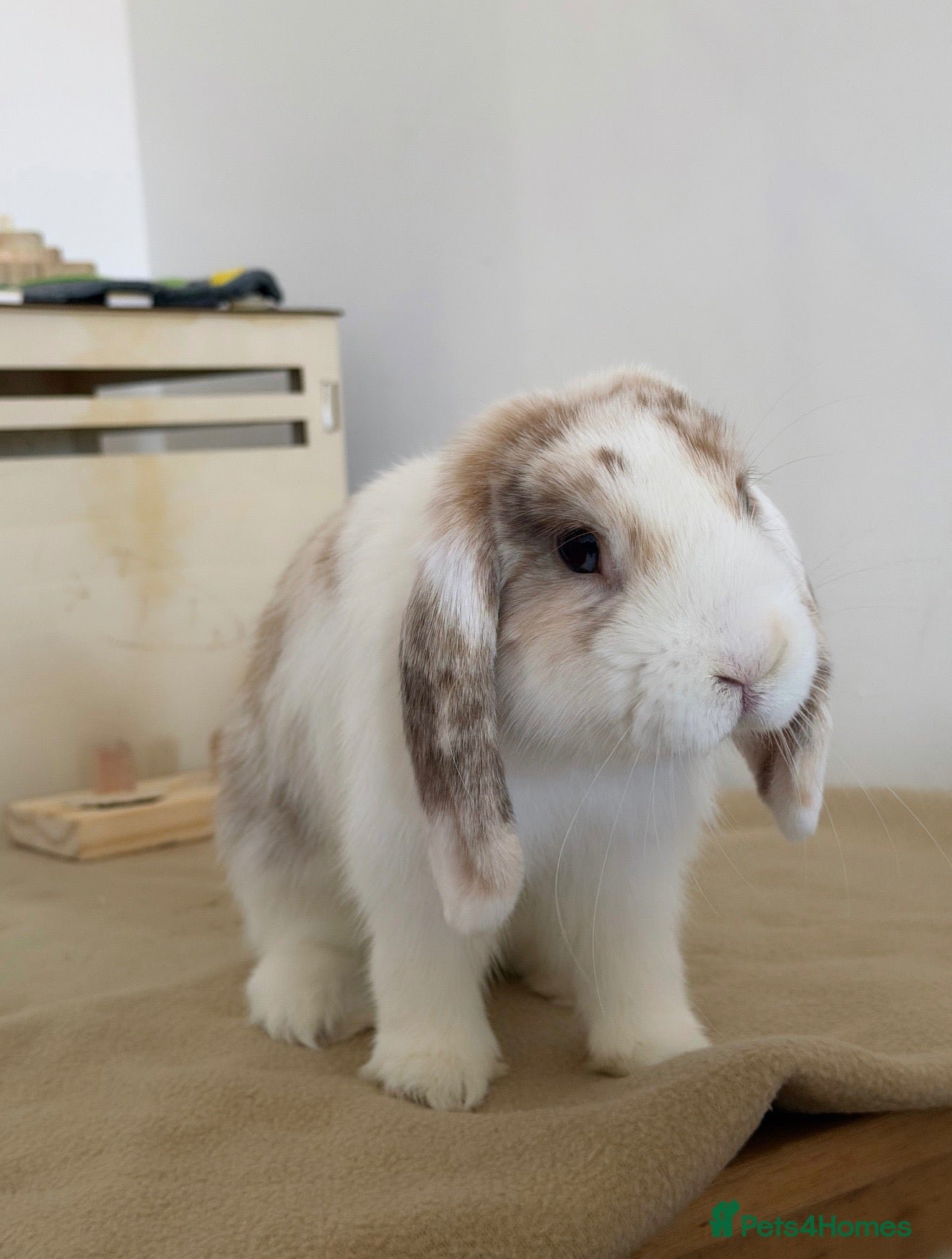 Mini Lop rabbits Mini lop boy - Advert 1