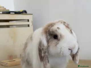 Mini Lop rabbits Mini lop boy - Advert 1