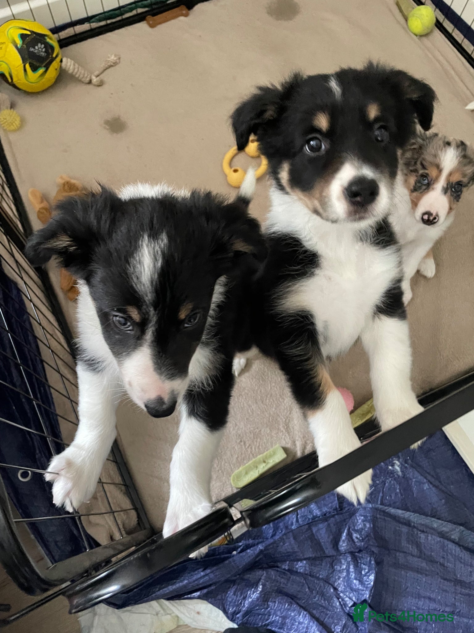 Australian Shepherd dogs Australian Shepherd Dogs  - Advert 1