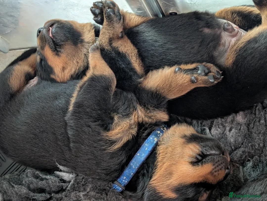 Rottweiler dogs for sale: KC Rottweiler puppies  - Advert 2