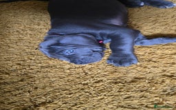 Cane Corso dogs for sale: My puppies  - Image 14