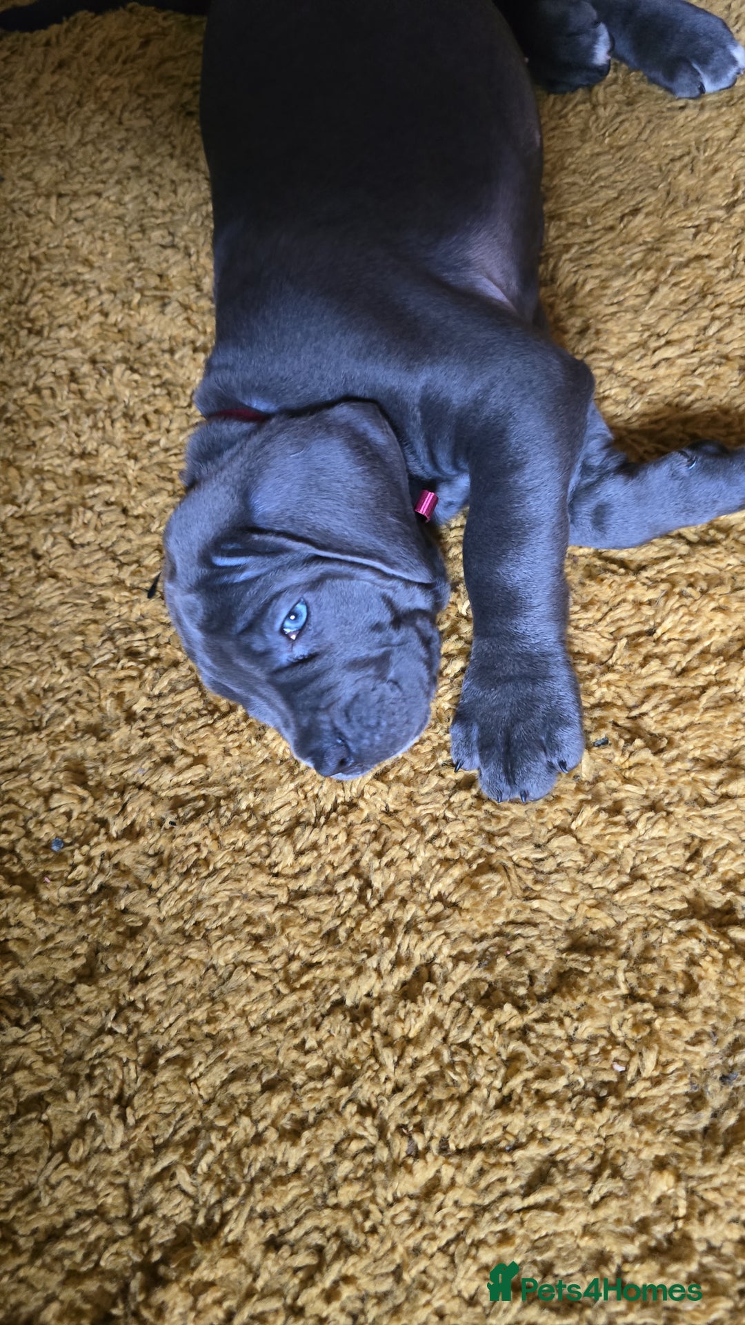 Cane Corso dogs for sale: My puppies  - Image 14