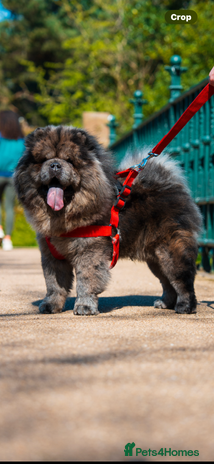 Chow Chow dogs in Liverpool - Advert 1