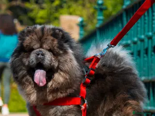 Chow Chow dogs Miniature Black Fawn Merle Chowchow - Advert 1