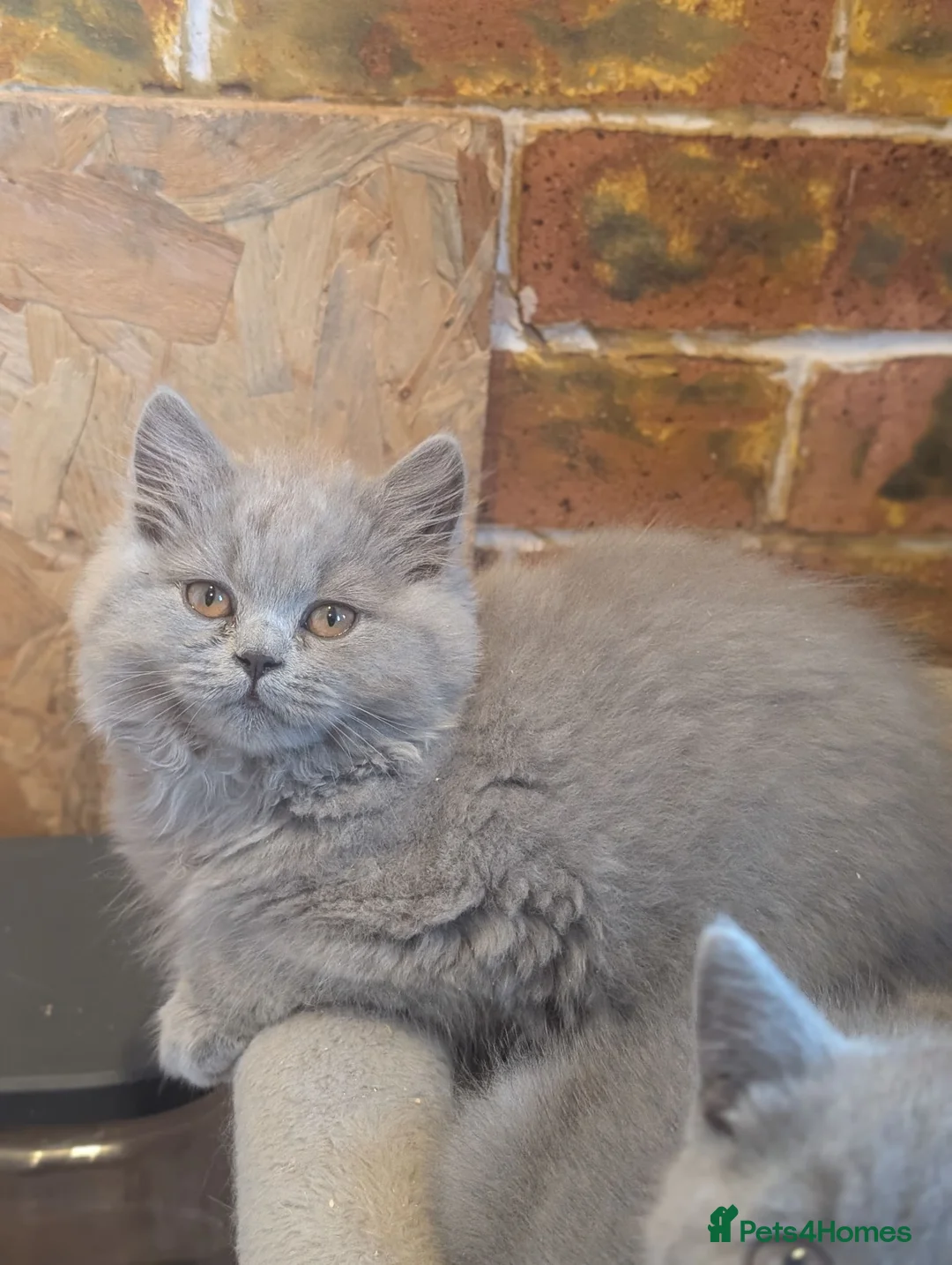 British Shorthair cats for sale: Ready to leave British Shorthair/longhair kittens  - Advert 2