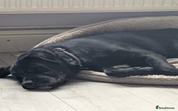 Mixed Breed dogs for sale: Lovely boy reluctant sale - Image 5