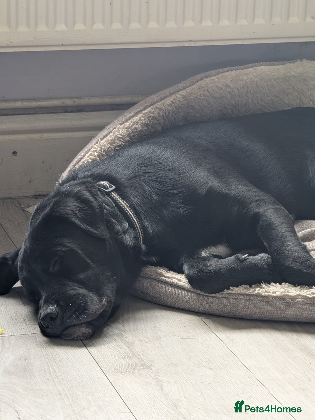 Mixed Breed dogs for sale: Lovely boy reluctant sale - Image 5