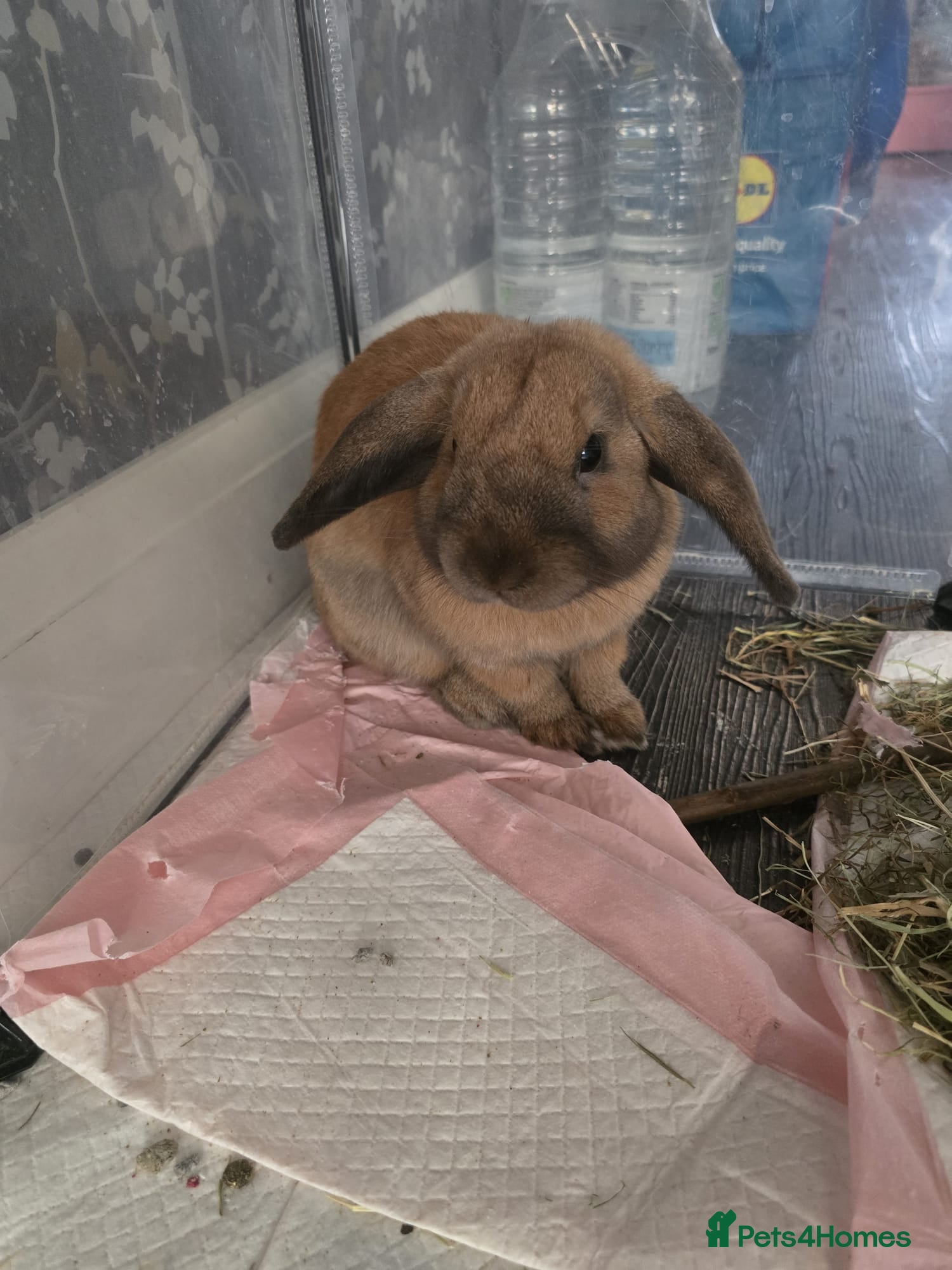 Mini Lop rabbits Mini lop - Advert 17