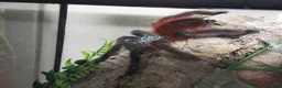 Tarantulas invertebrates for sale: Tarantula Collection  in Sturminster Newton - Advert 11