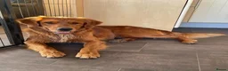 Golden Retriever dogs for sale: Waiting list open  - Advert 7