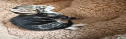 Mixed Breed cats for sale: Tabby kittens - Advert 11