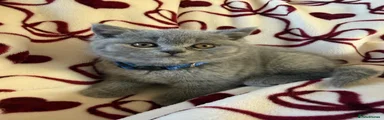 British Shorthair 1 Blue girl