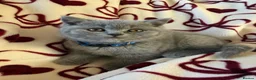 British Shorthair cats for sale: Beautiful British Shorhair Kittens for Sale - Advert 19