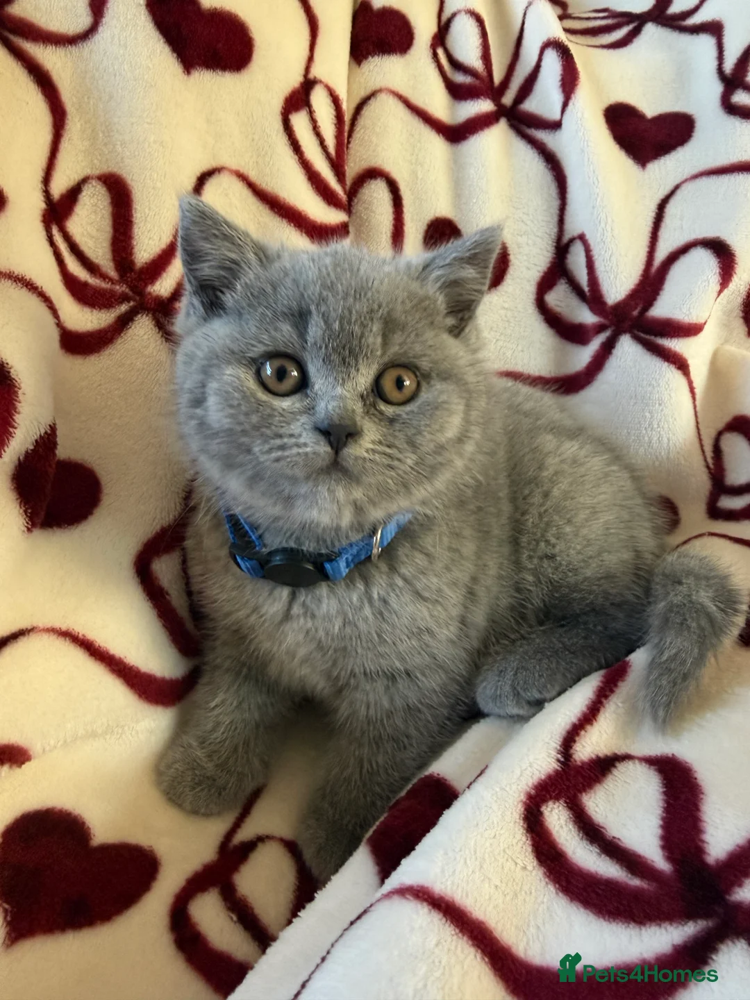 British Shorthair cats for sale: Beautiful British Shorhair Kittens for Sale - Advert 19