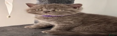 British Shorthair 4