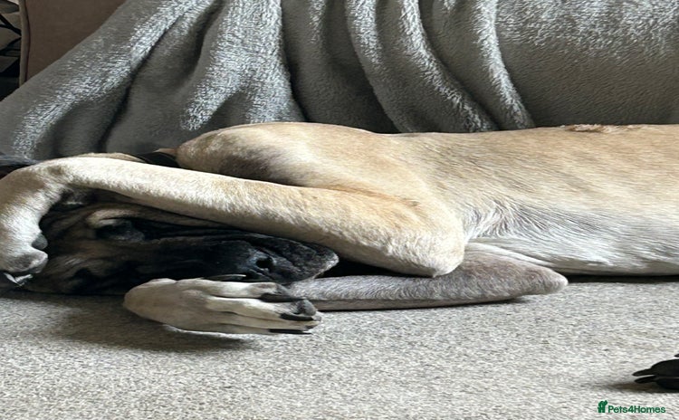 Mixed Breed dogs in Leeds - Advert 9