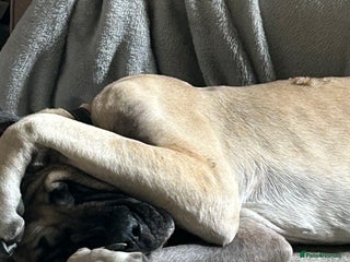 Mixed Breed dogs for sale in Leeds - Advert 1