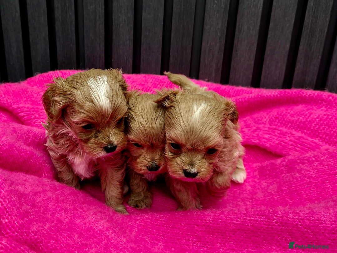 Maltipoo dogs for sale: Tiny Maltipoo Puppies for  sale - Image 8