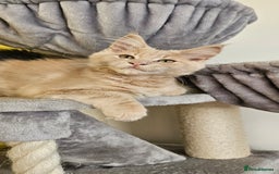 Maine Coon cats for sale: TICA Reg Maine Coon Kittens - Image 13