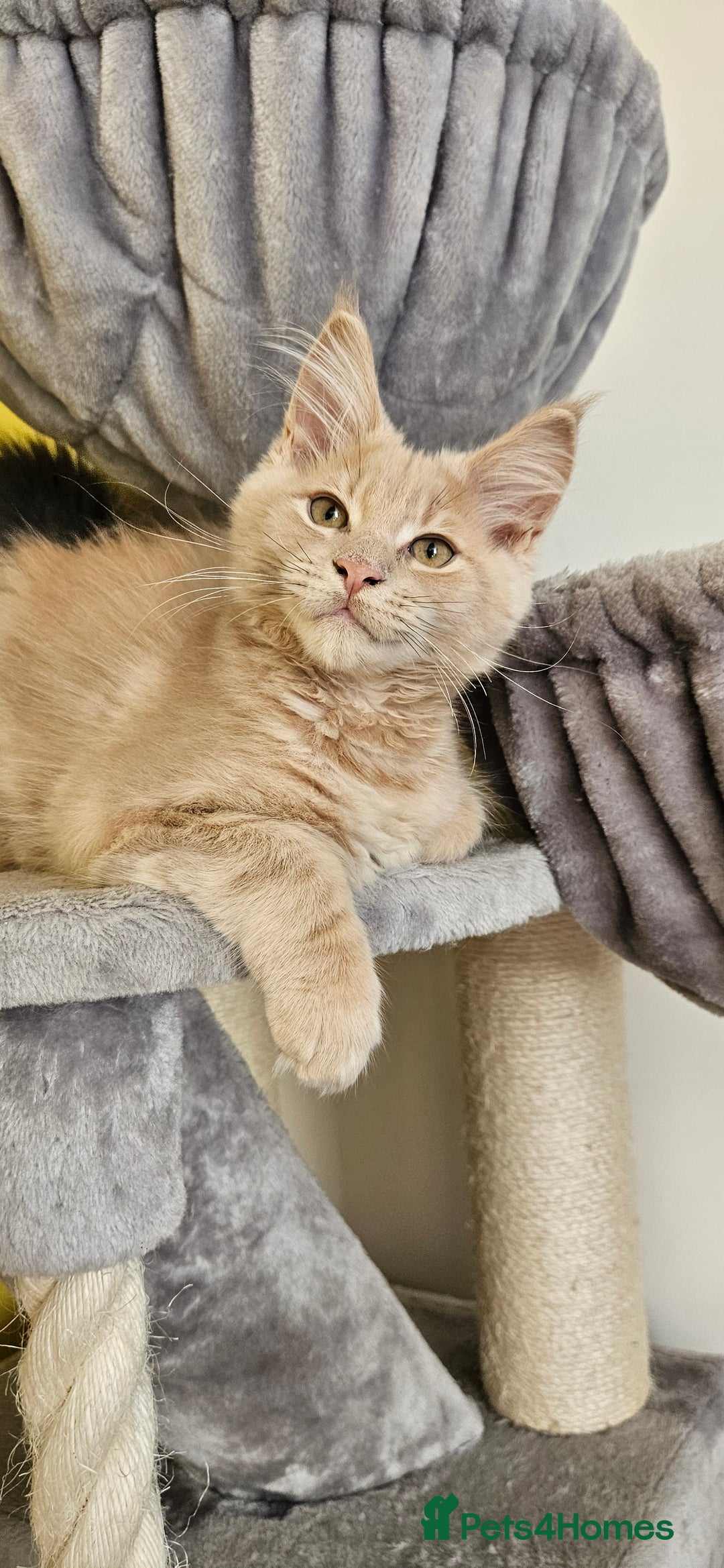 Maine Coon cats for sale: TICA Reg Maine Coon Kittens - Image 13