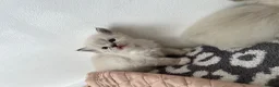 Ragdoll cats for sale: Stunning pure ragdoll kittens - Advert 16