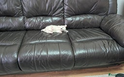 Maltese dogs for sale: Beautiful Small Size Maltese ONLY TWO PUPPIES LEFT - Image 34