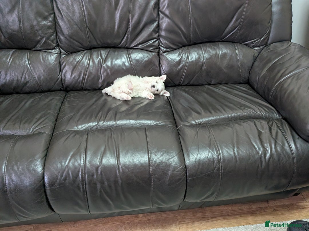 Maltese dogs for sale: Beautiful Small Size Maltese ONLY TWO PUPPIES LEFT - Image 34