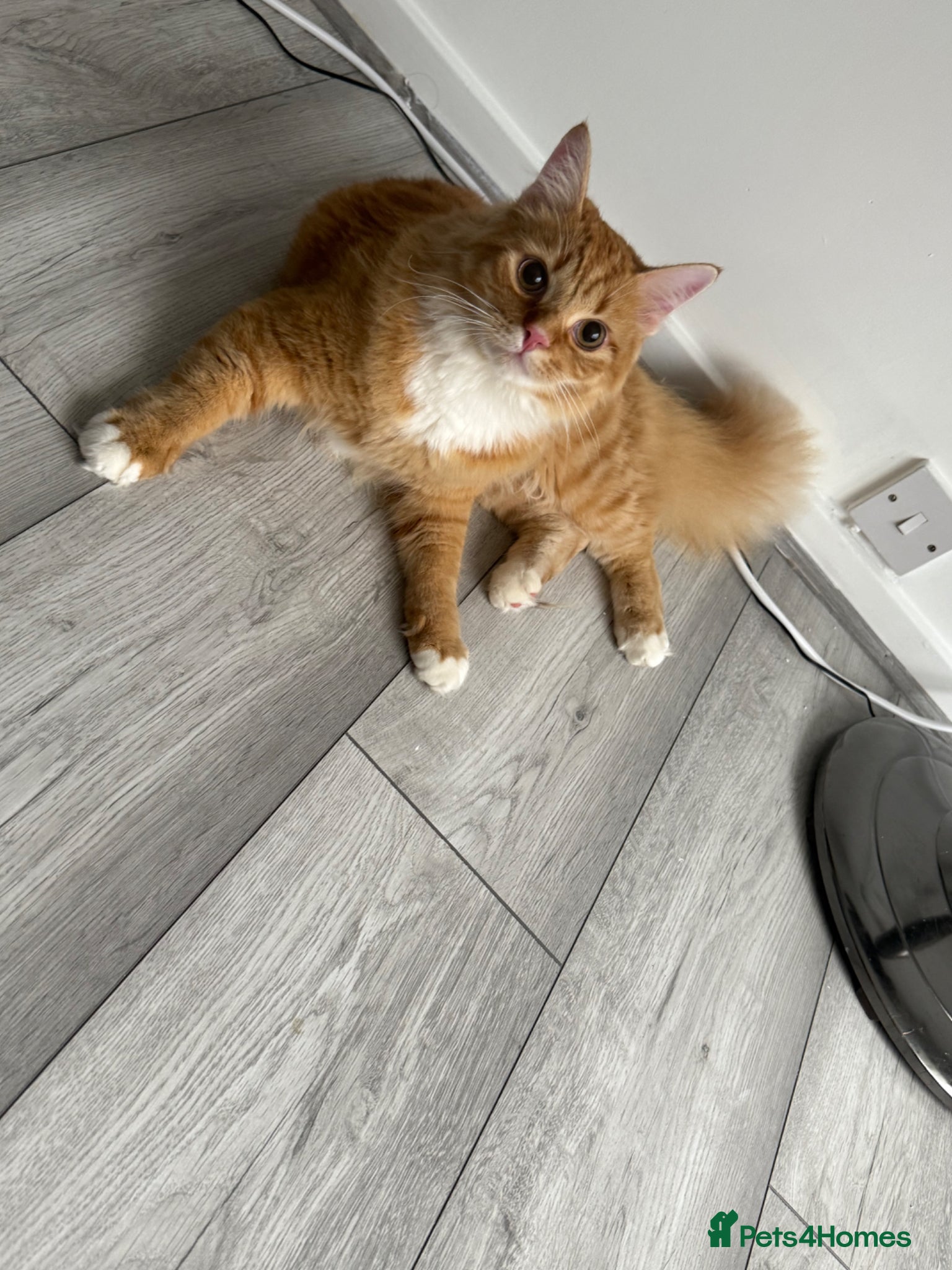 Mixed Breed cats Beautiful Ginger Longhair Male Cat - Advert 1