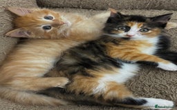 Mixed Breed cats for sale: GORGEOUS SIBERIAN X KITTENS  - Image 2