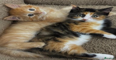 Mixed Breed cats - Advert 4