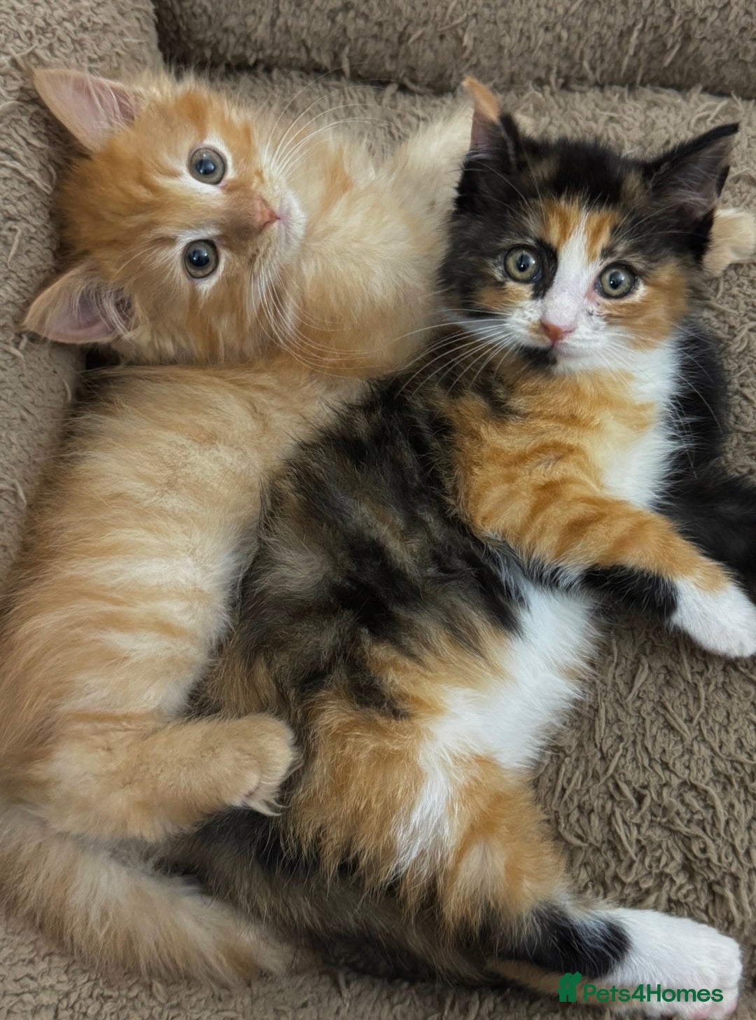 Mixed Breed cats for sale: GORGEOUS SIBERIAN X KITTENS  - Image 2