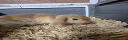 Mini Lop rabbits for sale: 8 week old mini lop rabbits for new home  - Advert 2