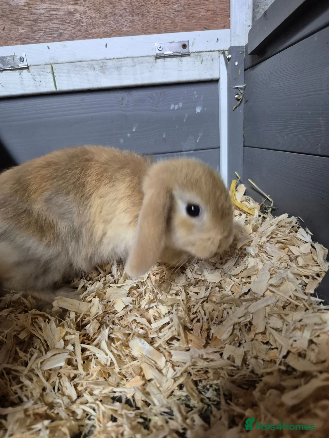 Mini Lop rabbits for sale: 8 week old mini lop rabbits for new home  - Advert 2