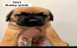 Mixed Breed dogs for sale: Puppies  - Image 6