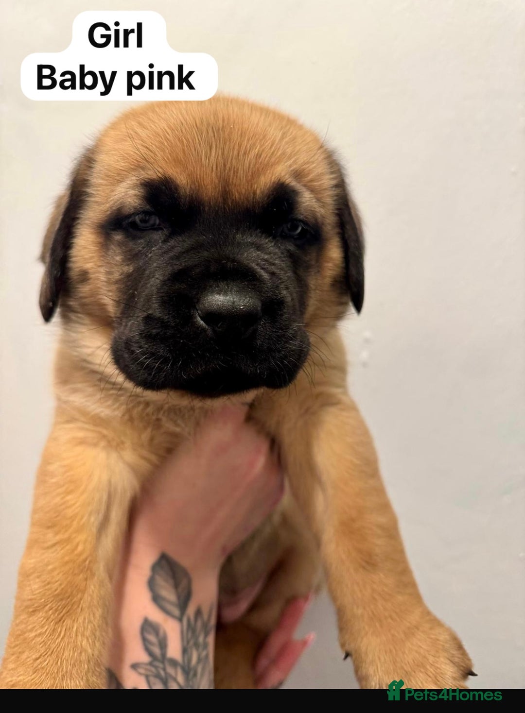 Mixed Breed dogs for sale: Puppies  - Image 6