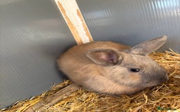 Mini Lop rabbits for sale: One mini lop available to go to a loving home  - Image 4
