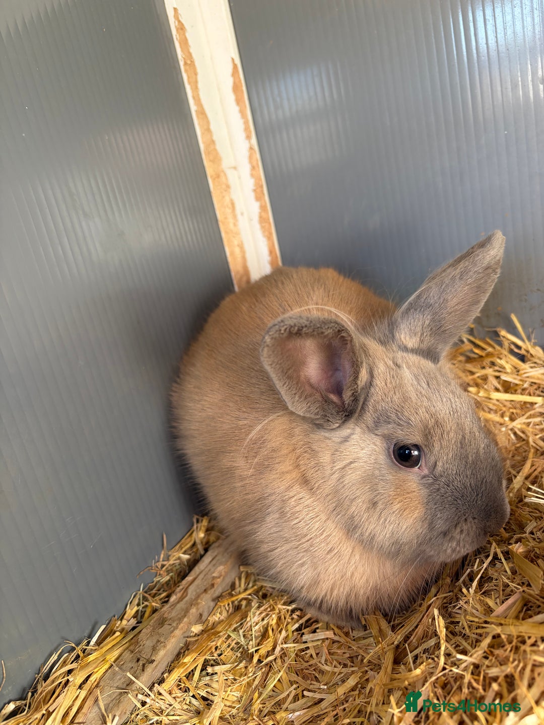 Mini Lop rabbits for sale: One mini lop available to go to a loving home  - Image 4