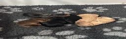 Cocker Spaniel dogs for sale: 2 goldens & 1 black & white cocker spaniel puppies - Advert 18