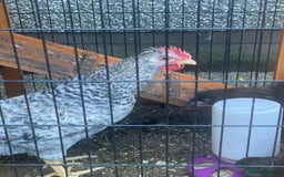 Chickens poultry for sale: Free to good home - Image 1