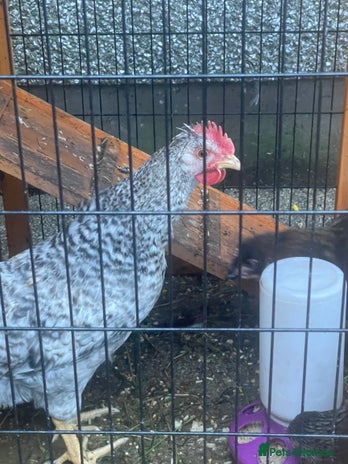 Chickens poultry - Advert 12