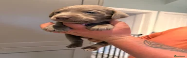 Silver, pink girl